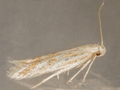 Ptocheuusa paupella
